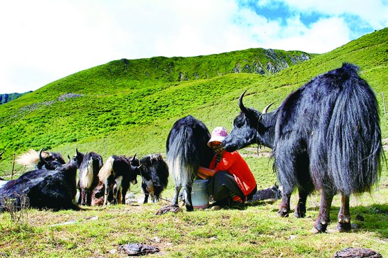四川畜牧业主要分布在甘孜阿坝一带，川西高原上的牦牛养殖供应了大量的优质牛肉.jpg