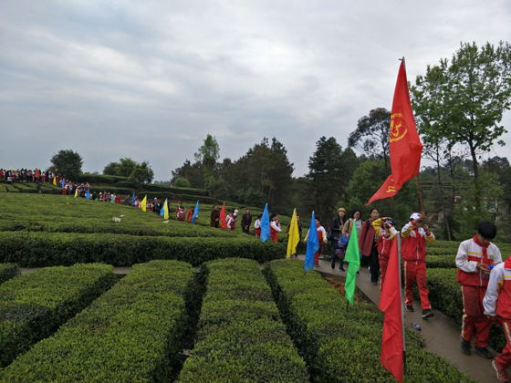 茶旅融合让来牟镇生态茶园吸引了大量游客前往观光体验.jpg
