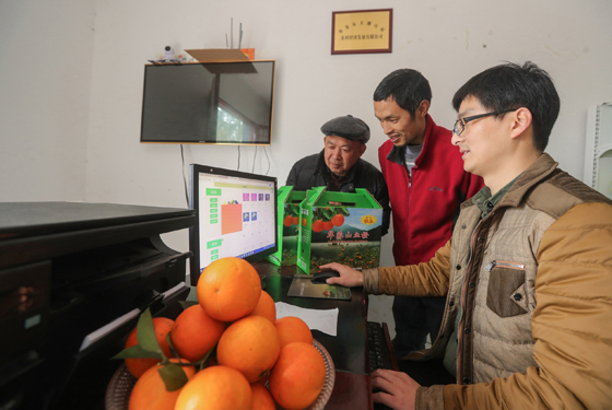 果农在本村电商平台销售新鲜优质水果血橙.JPG