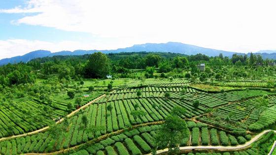 合江茶叶标准化生产基地，是雨城区农业产业化发展的缩影.jpg