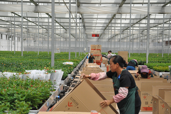 西昌天喜农业公司花卉基地工人正在将鲜花装箱打包运往市场  潘兴扬 摄.JPG
