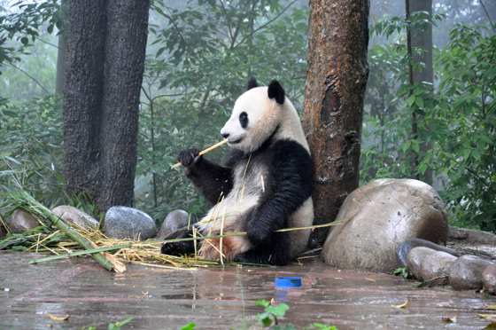 碧峰峡熊猫基地的大熊猫1 潘兴扬 摄.JPG