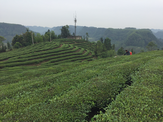 威远农商银行信贷支持发展当地茶产业.png