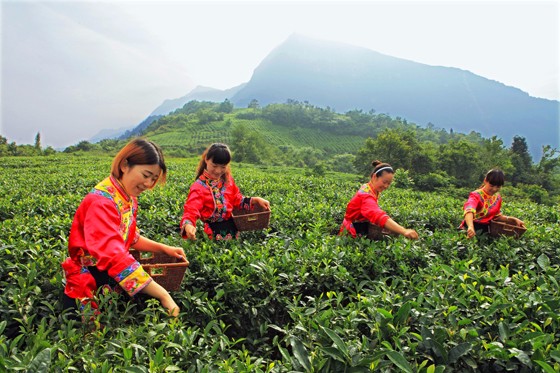 四川省平武县发展高山绿茶，成为乡村脱贫和振兴的重要产业 （向远木摄）.JPG