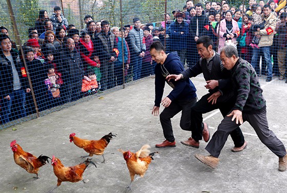 村民在土鸡文化节上参加捉鸡比赛[5].JPG