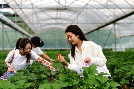 胡远（右）和朋友在农庄草莓园中采摘草莓。.jpg