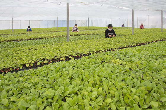 四川省广安市多措并举恢复蔬菜生产保供应 张国盛 摄.jpg