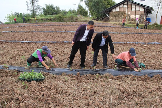 基地公司总经理梁徐（左二）和村合作社负责人在田间指导农民移栽南瓜.JPG