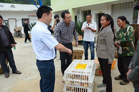 石棉联社捐赠鸡苗给永和乡大林村贫困户，帮助他们发展养殖业.JPG