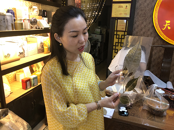 竹里牧茶农业发展有限公司负责人马艳向记者介绍枇杷茶树种  潘兴扬 摄 .JPG