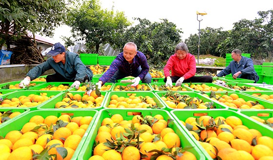 仁寿县天峨镇金盆村村民正在分拣刚采摘的柑橘 潘建勇 摄.jpg