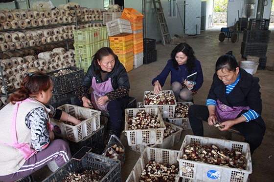 珙泉镇中心村的村民在挑拣菌菇  .JPG