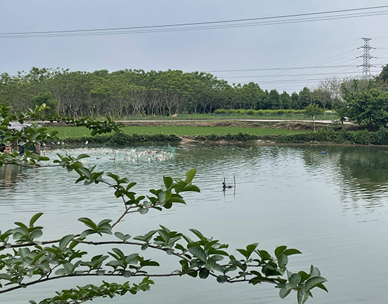 池塘里戏水的群鸭.jpg