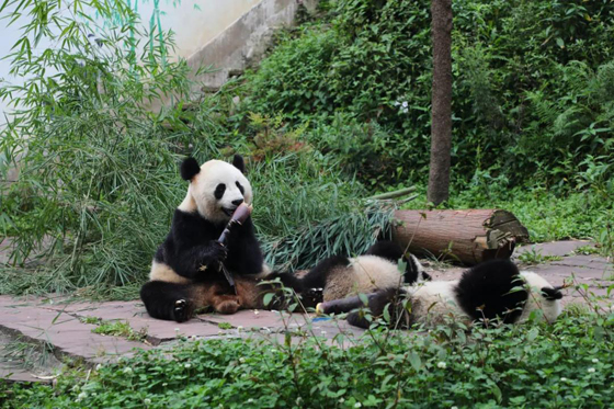 中国保护大熊猫研究中心雅安碧峰峡基地 (彭勇 摄).jpg