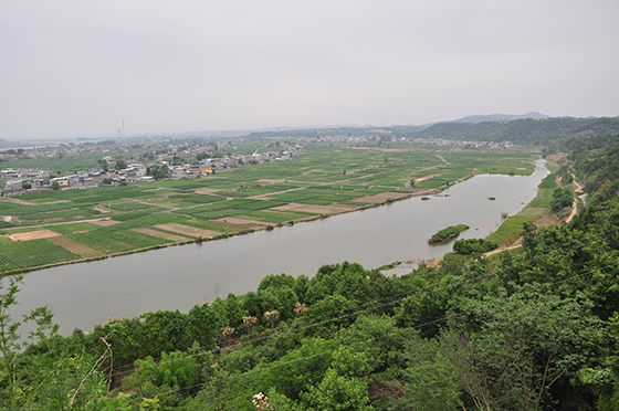 四川三台县涪江流域沿岸的“涪城麦冬”种植基地  黄世涛 摄  .JPG