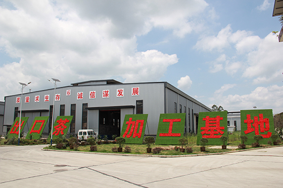 位于荣县来牟镇的菲乐茶业已成为当地的出口茶加工基地  周淼葭 摄.JPG