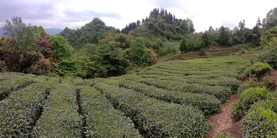 后盐村千亩绿色有机茶叶生产基地一隅.jpg