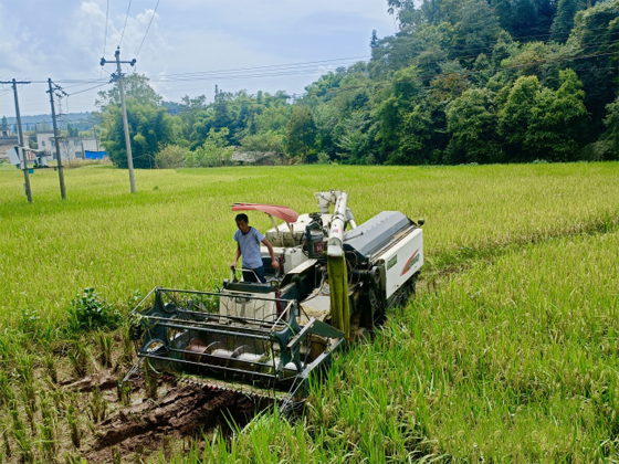雨城区水稻联合收割机正在收割水稻.png