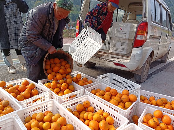 大英县柑橘产业种植基地鲜果上市  黄世涛 摄 .jpg