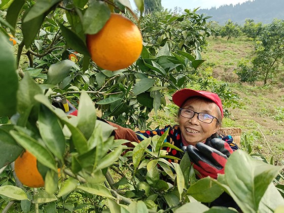 柑橘成熟的季节，当地村民在果园务工  黄世涛 摄.jpg