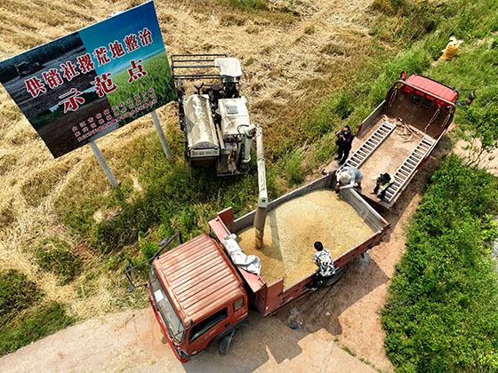 2)5月8日，在四川省内江市东兴区双桥镇双流村，工人正在将小麦装车。（无人机照片）.jpg