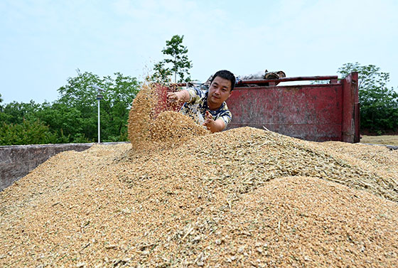 3)5月8日，在四川省内江市东兴区双桥镇双流村，优质小麦颗粒归仓.jpg