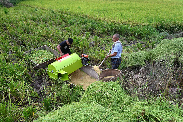 1当地农民正在收割水稻.jpg