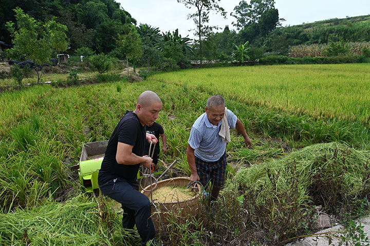 2当地农民正在搬运水稻.jpg