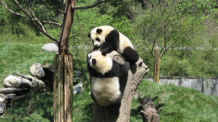 汶川县熊猫家园里嬉戏的大熊猫.jpg