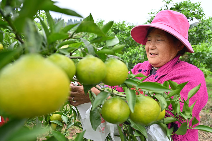 1沉甸甸的柑桔果子缀满枝头.jpg