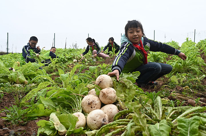 1)学生们在校园“开心农场”内采收萝卜.jpg