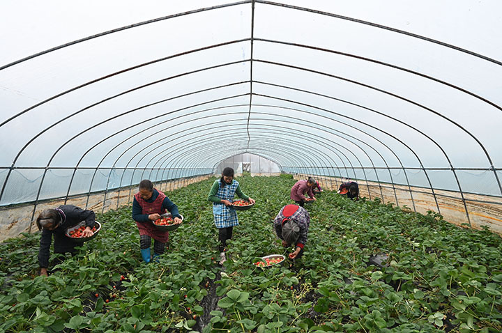 3在四川省内江市东兴区田家镇正子村，农民忙着采摘草莓.jpg
