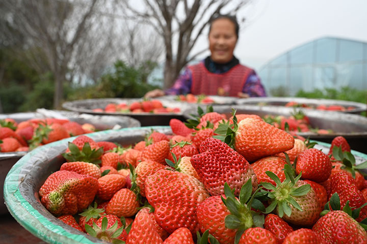 4在四川省内江市东兴区田家镇正子村，农民忙着采摘草莓.jpg