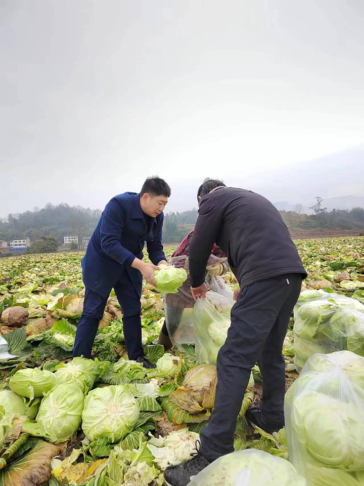 大竹农商银行员工帮助销售蔬菜1.jpg
