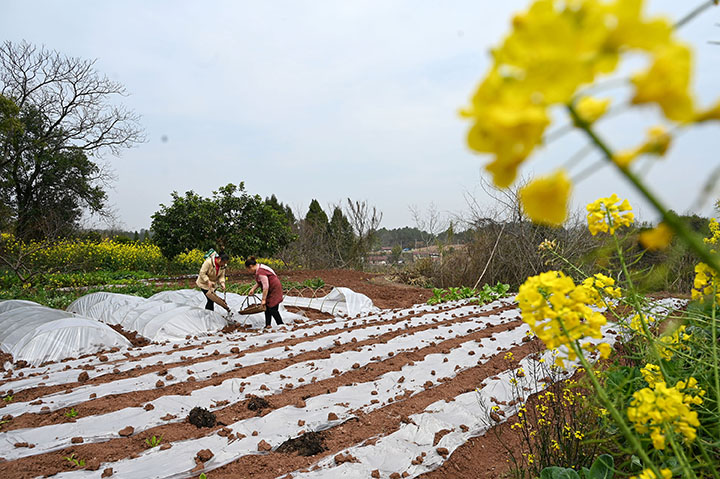 图3 3月4日，内江市东兴区椑木镇红林村，当地村民正在进行旱育秧 .jpg