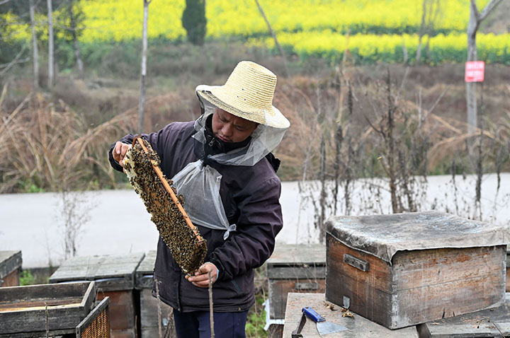 图5  3月4日，内江市东兴区椑木镇红林村，养蜂人正在劳作.jpg