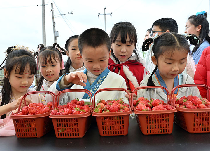 5小朋友在内江市东兴区范长江故里旅游度假区观赏草莓.jpg