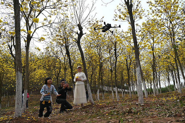 图3  游客在黄花风林木中拍照打卡.jpg