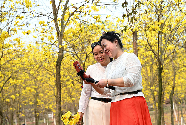 图4 游客在黄花风林木中欣赏照片、视频.jpg