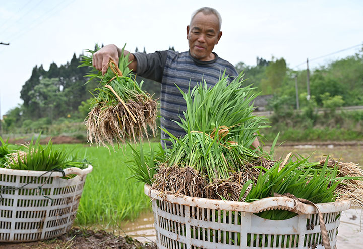 图3 4月26日，内江市东兴区石子镇新屋村，农民正在转运秧苗。.jpg