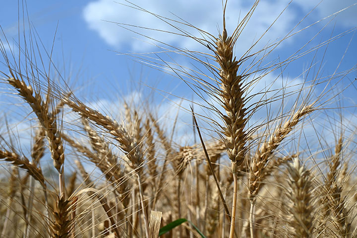 图1 5月4日，内江市东兴区石子镇龙安村，优质小麦成熟丰收。.jpg