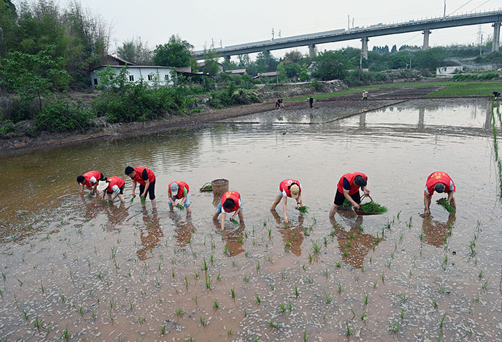 图3 5月4日，内江市东兴区东兴街道陡坎社区，志愿者正在移栽秧苗。.jpg