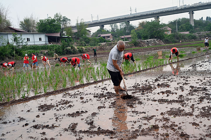 图4 5月4日，内江市东兴区东兴街道陡坎社区，志愿者和当地农户正在整理稻田。.jpg