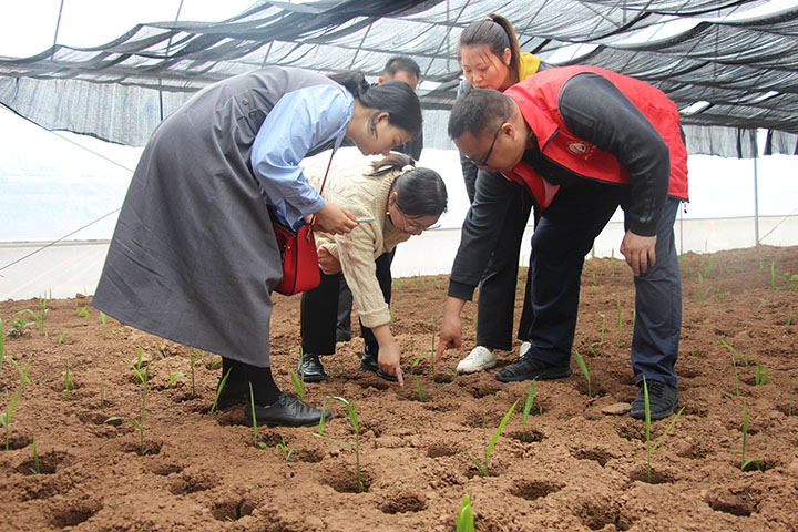 图3 重庆文理学院专家在大棚内查看”洞姜“种植情况.JPG