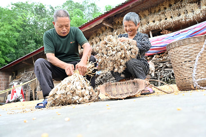 图4  8月8日，内江市东兴区双桥镇司马村，当地村民正在进行大蒜分种。.jpg