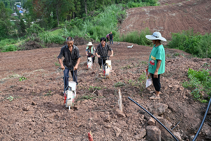 图5  村民正在播种大豆.png