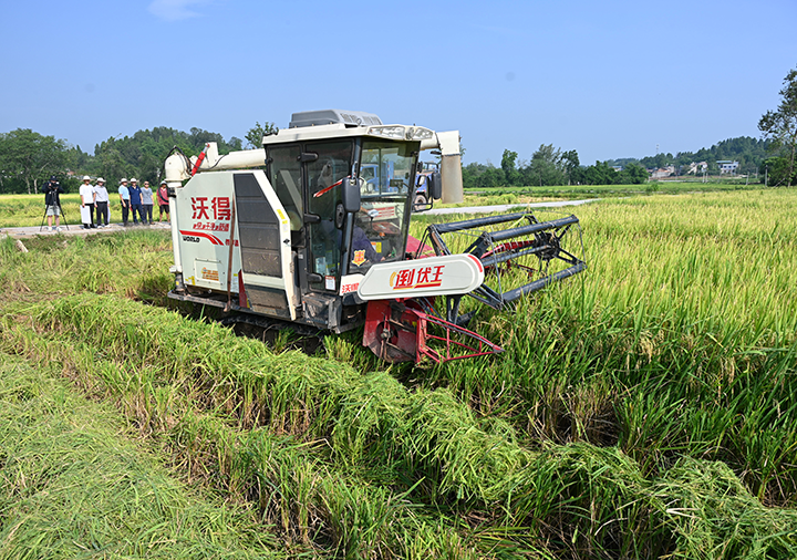 图2  8月23日，内江市东兴区田家镇正子村，专合社组织农机收割水稻。.png