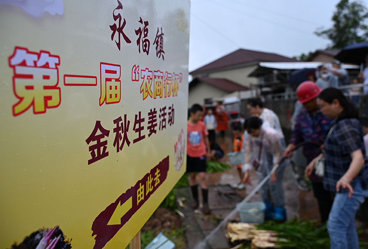 1  8月26日，四川省内江市东兴区永福镇新庙子村，志愿者在首届金秋生姜节现场为游客冲洗刚采挖的“永福生姜”。.png