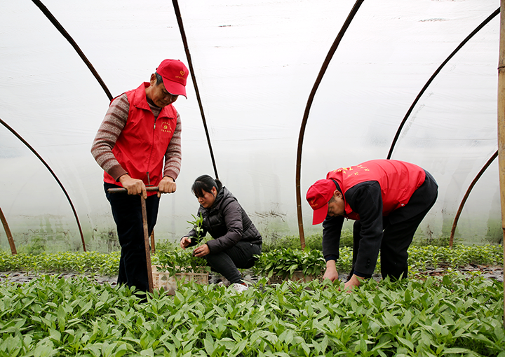 5白节镇党员志愿者在玉水村蔬菜基地帮助菜农移植辣椒苗.png