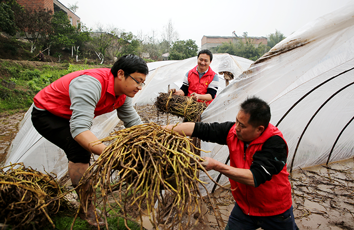 7新乐镇党员志愿者在大河村群众栽种空心菜.png